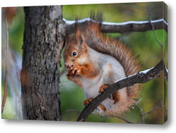  cute young squirrel on tree with held out paw against blurred winter forest in background.	