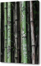   Картина Бамбук