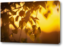   Картина "Лучи закатного солнца купаются в листьях березы".