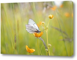   Картина Белая бабочка