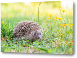   Картина Hedgehog on the grass.