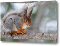  Red squirrel sitting on a tree branch in winter forest and nibbling seeds on snow covered trees background.