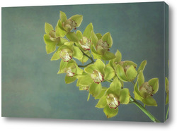   Картина Ветка желтой орхидеи цимбидиум