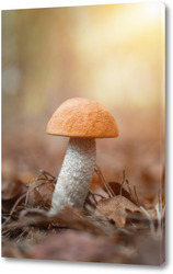   Картина Beautiful birch bolete (birch mushroom, rough boletus or brown-cap fungus) in grass with autumn leaves.