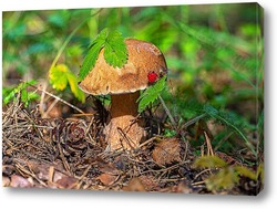  Beautiful birch bolete (birch mushroom, rough boletus or brown-cap fungus) in grass with autumn leaves.