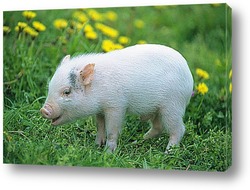  Pig farming raising and breeding of domestic pigs.	