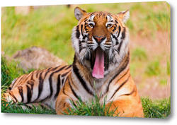   Картина Тигры 30764