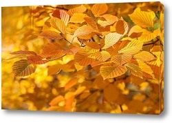   Картина Осенние листя деревьев
