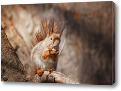   Картина выборочное изображение рыжих белок, поедающих орех на деревянном пне