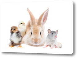   Картина Animals on isolated white background