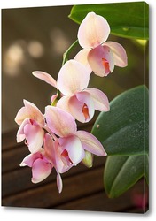  Нежные орхидеи 2