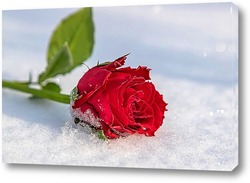  Картина Алая роза на снегу