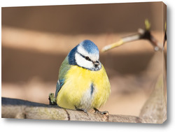   Картина A blue tit (Cyanistes caeruleus) perched.