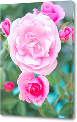   Картина Pink roses in the garden. Floral summer background