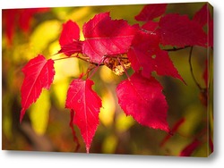   Картина Яркие, осенние листья клёна