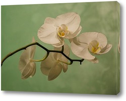   Картина Веточка орхидеи