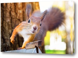  Red squirrel sitting on a tree branch in winter forest and nibbling seeds on snow covered trees background.