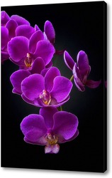    Ветка орхидеи на черном фоне