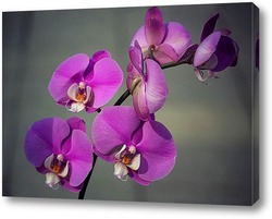    Орхидея фаленопсис
