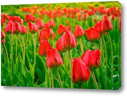   Картина Поляна тюльпанов