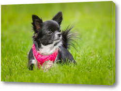   Картина Funny little chihuahua dog plays on the grass.