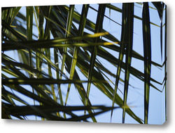   Картина Листочки пальмы