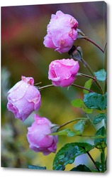    Розовые розы в росе