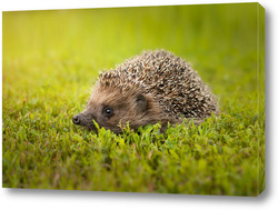  hedgehog on the grass.