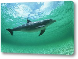  dolphin115