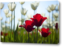   Картина красные тюльпаны