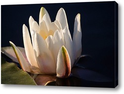   Картина Закатная водяная лилия