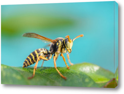   Картина The wasp is sitting on green leaves. The dangerous yellow-and-black striped common Wasp sits on leaves	