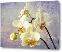    Желтая орхидея