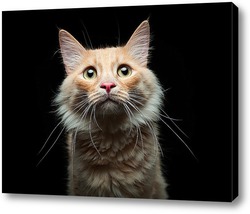   Картина Портрет дворового кота