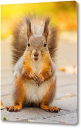  Red squirrel sitting on a tree branch in winter forest and nibbling seeds on snow covered trees background.