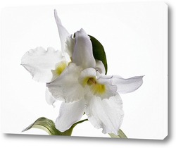   Картина Орхидея дендробиум Нобиль