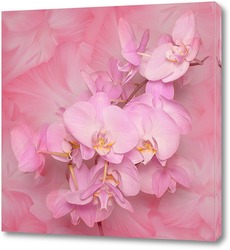  Розовая Орхидея