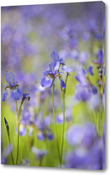  Цветы и голубая акварельная фантазия 1