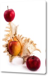   Картина Натюрморт с морской раковиной и яблоками