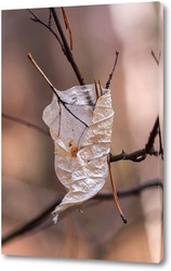   Картина сухой лист , пронзённый веткой дерева