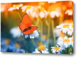   Картина маленькая бабочка на цветущем поле ромашек в солнечный летний день