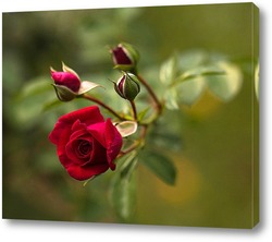   Картина Красная роза
