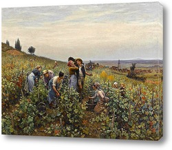   Картина Сбор урожая