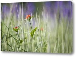    цветы в луговой траве