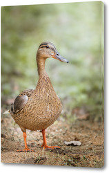   Картина A closeup shot of a cute big brown duck