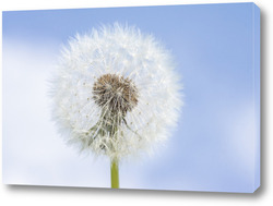    Dandelion seed pod in a beautiful background