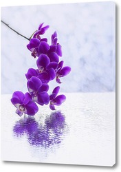    Ветка пурпурной орхидеи