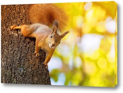  cute young squirrel on tree with held out paw against blurred winter forest in background.	