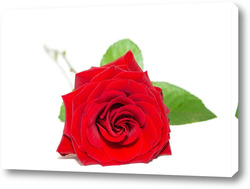   Картина красная роза, выделенная на белом фоне