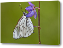   Картина Бабочка белянка